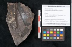 Foto (Objekt + Etikett) von Noeggerathia palmaeformis Goeppert (NHMW-GEO-2024-0188-10750)